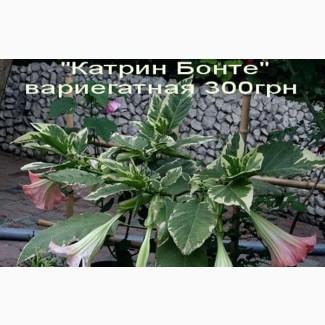 Бругмансия вариегатная (пестролистная) Катрин Бонте