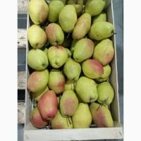 Продам грушу киргийская элитка
