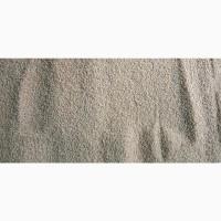 Насіння амаранту від виробника