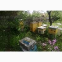 Продам Пасеку