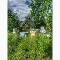 Продам Пасеку