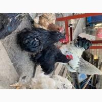 Продам півників Карликового Кохінхіна