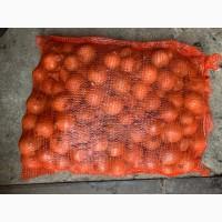 Продам цибулю. Нове поступлення, 21т. Сітка 15кг. Польща