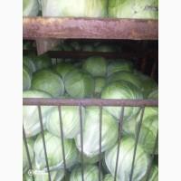 Продам белокочанную капусту