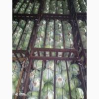 Продам белокочанную капусту