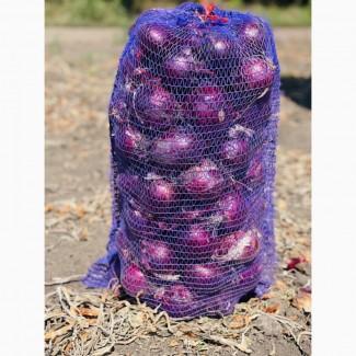 Продам лук сорт Марс