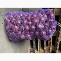 Продам лук сорт Марс