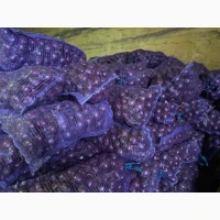 Продам лук сорт Марс