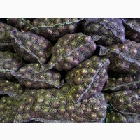 Продам лук сорт Марс