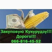 Підприємство переробник, закуповує кукурудзу у необмежених обсягах!Оплата на вагах