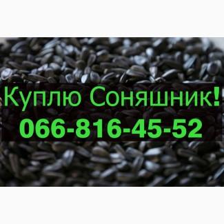 На постійній основі закуповуємо Соняшник!!!!Дорого