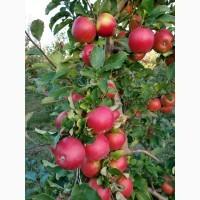 Продам Яблука ІДЕАЛЬНОЇ якості, Винница