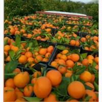 Продам Мандарин Клементин зі складу в Ужгороді