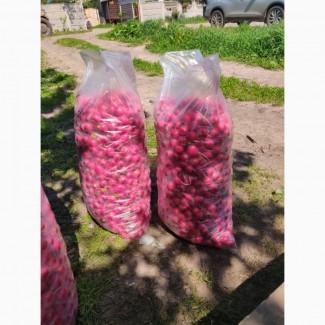 Продам редиску