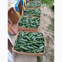 Продам свіжий огірок є об#039;єм від 5 тон