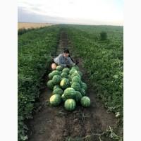 Арбуз оптом