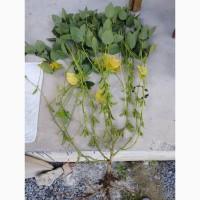 Насіння сої ГМО Олдхем