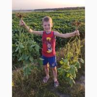 Насіння сої ГМО Олдхем