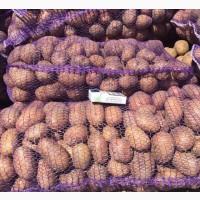 Продам Картофель