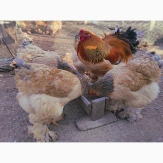 Яйце на інкубацію. Курчат. Брама лососева, колумбійське золото, мрамор