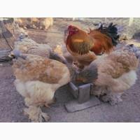 Яйце на інкубацію. Курчат. Брама лососева, колумбійське золото, мрамор