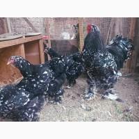 Яйце на інкубацію. Курчат. Брама лососева, колумбійське золото, мрамор