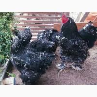 Яйце на інкубацію. Курчат. Брама лососева, колумбійське золото, мрамор