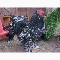 Яйце на інкубацію. Курчат. Брама лососева, колумбійське золото, мрамор