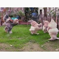 Яйце на інкубацію. Курчат. Брама лососева, колумбійське золото, мрамор