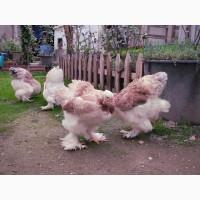 Яйце на інкубацію. Курчат. Брама лососева, колумбійське золото, мрамор