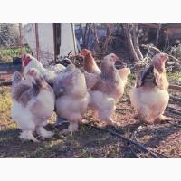 Яйце на інкубацію. Курчат. Брама лососева, колумбійське золото, мрамор