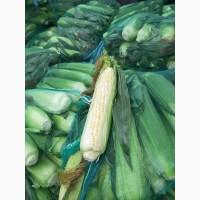 Продам солодка кукурудза