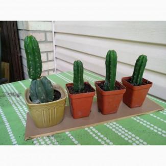 Продам Кактус Сан Педро ( San Pedro Trichocereus pachanoi Echinopsis pachanoi )