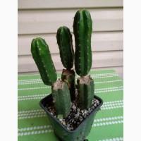 Продам Кактус Сан Педро ( San Pedro Trichocereus pachanoi Echinopsis pachanoi )