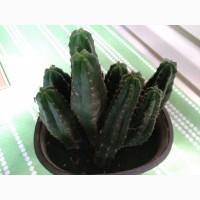 Продам Кактус Сан Педро ( San Pedro Trichocereus pachanoi Echinopsis pachanoi )