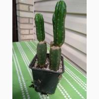 Продам Кактус Сан Педро ( San Pedro Trichocereus pachanoi Echinopsis pachanoi )