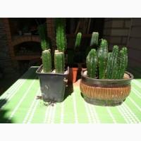 Продам Кактус Сан Педро ( San Pedro Trichocereus pachanoi Echinopsis pachanoi )