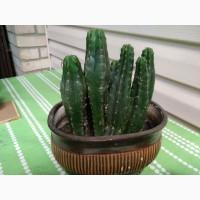 Продам Кактус Сан Педро ( San Pedro Trichocereus pachanoi Echinopsis pachanoi )