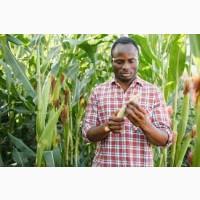 Куплю Кукурудзу від 200т по всій Україні