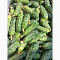 Продам тепличний огірок