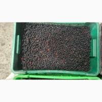 Продам морожену лісову ожину