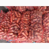 Продам моркву