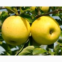 Купуємо яблука сорту Голден - опт від 10 тонн