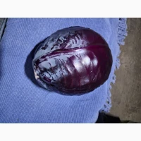 Продам червону капусту