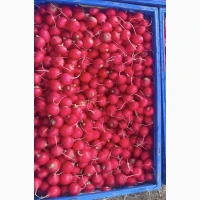 Продам редис в день робим 500кг ціна 40грн