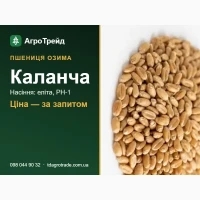 Пшениця 03имв Квлвн4в: сертифік08вне нвсіння (ІФРГ НАН і МІП)