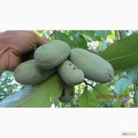 Саженцы Азимины ТРЁХ, Четырёх, Пятилетние вкус - Манго, Ананаса, Земляники