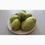 Саженцы Азимины ТРЁХ, Четырёх, Пятилетние вкус - Манго, Ананаса, Земляники