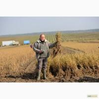 Саджанці, живці чорної смородини