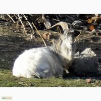 Козел племінний